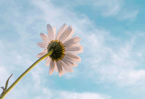 影视网站正版入口避坑总结 常见问题与处理思路，2021影视网页